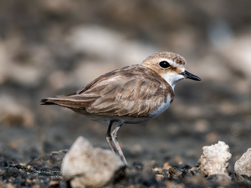 A small, brown and white bird with a sleek black beak and dark eye, standing on rocky, uneven ground consisting of dirt and scattered stones. The bird's feathers are smooth with a mix of light and darker brown shades on its wings and back, and a white underside. The background is blurred, highlighting the bird's detailed features. This image showcases a wildlife scene with natural lighting, and the bird appears alert, possibly in a rural or natural environment. Carpet Cleaners Kentish Town emphasizes surface cleaning and maintenance in their services, but this photo captures a natural, outdoor setting without visible cleaning tools or surfaces.